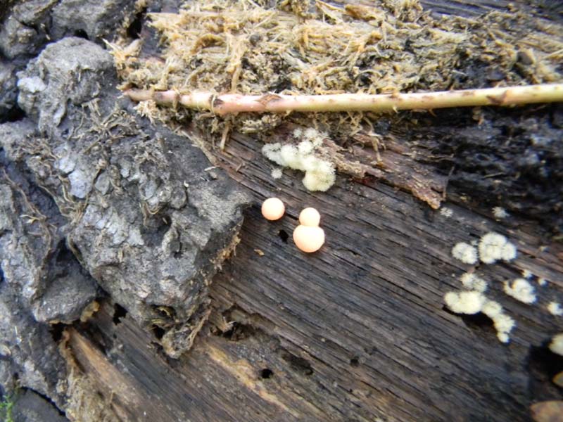 2�gruppo ritrovamenti del 15.10.2010.